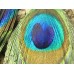 Pendentif - Plume de Paon grande (1pce)